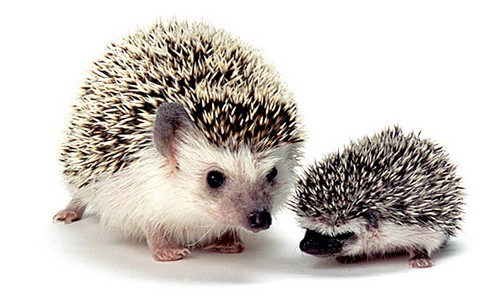 Cute hedgehogs