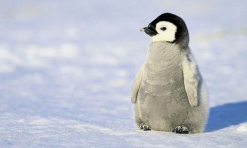 Little Baby Penguin