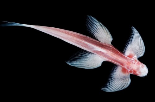 Scientific Discoveries of 2016