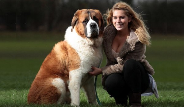 What Breed Of Dog Is Best For Lazy People What Breed Of Dog Is Best For Lazy People