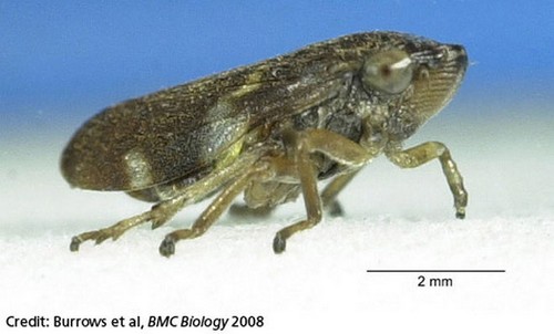 Froghopper - (Super-jump)