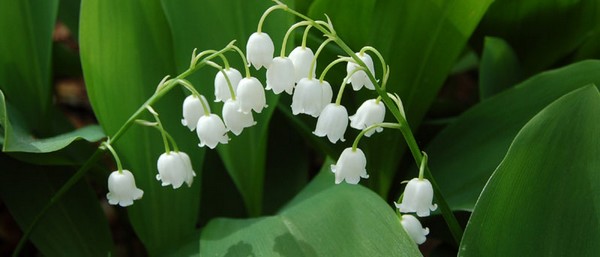 Lily of the Valley