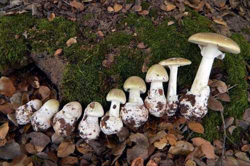 Death Cap Mushrooms