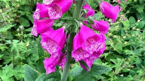Digitalis Purpurea (Foxglove)