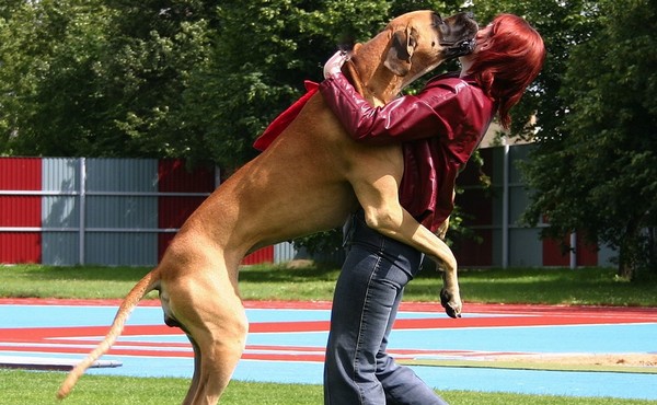 Dog Jumping On People