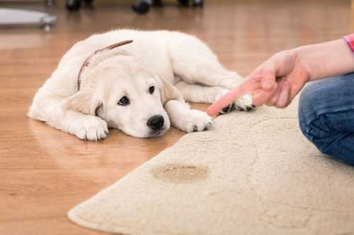 Dog Marking & House Soiling