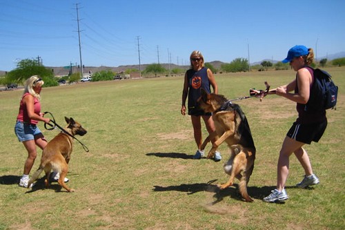 Leash Aggressiveness of dogs