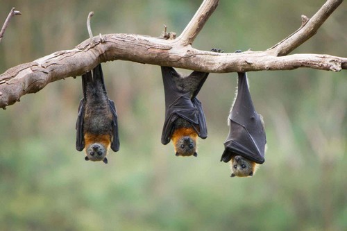 Most Deadliest Organisms Bats