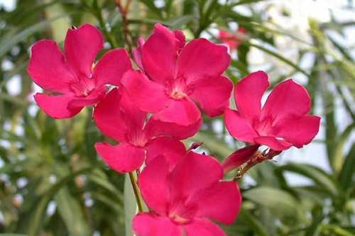 Nerium oleander (Oleander)