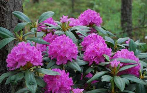 Rhododendron English Roseum