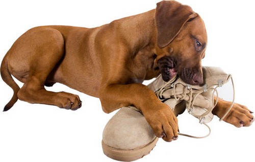 is chewing on plastic bad for dogs