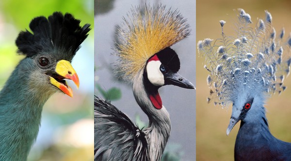 10 Beautifully Crowned Birds
