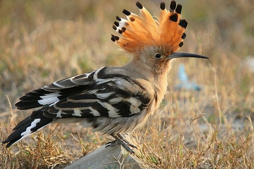 Eurasian Hoopoe Eurasian Hoopoe