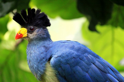 Great Blue Turaco Great Blue Turaco