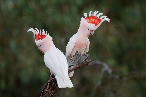 Major Mitchell’s Cockatoo Major Mitchell’s Cockatoo