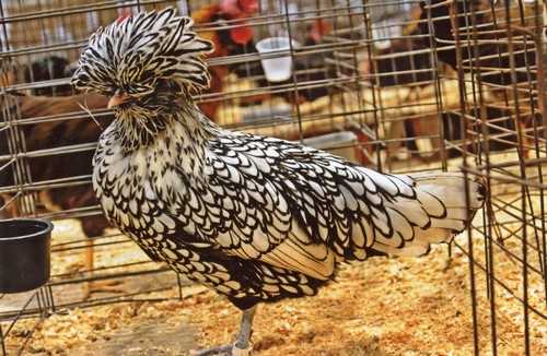 Polish Chicken Beautifully Crowned Birds Polish Chicken Beautifully Crowned Birds