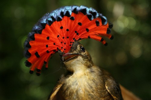 Royal Flycatcher Beautifully Crowned Birds Royal Flycatcher Beautifully Crowned Birds