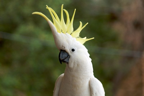 Sulphur crested cockatoo Sulphur crested cockatoo