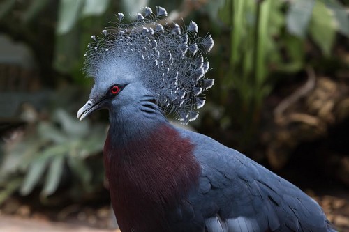 Victoria Crowned Pigeon Victoria Crowned Pigeon