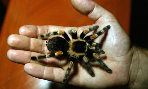 Kidnapping a Pet Spider Weird Things That Could Get You Arrested