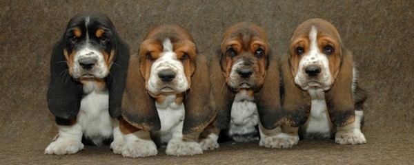 Basset Hound Puppies Basset Hound Most Adorable Puppies