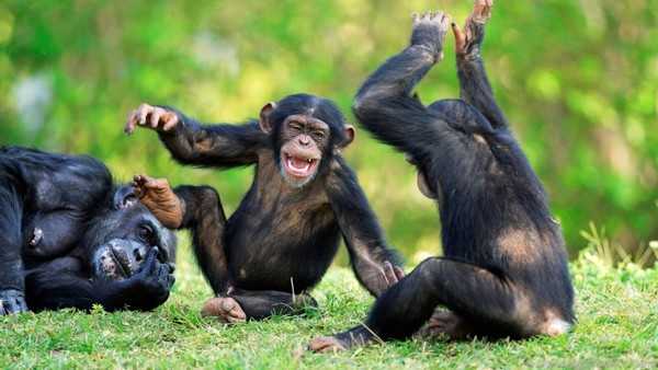 Chimpanzees Dangerous yet Legal Pets