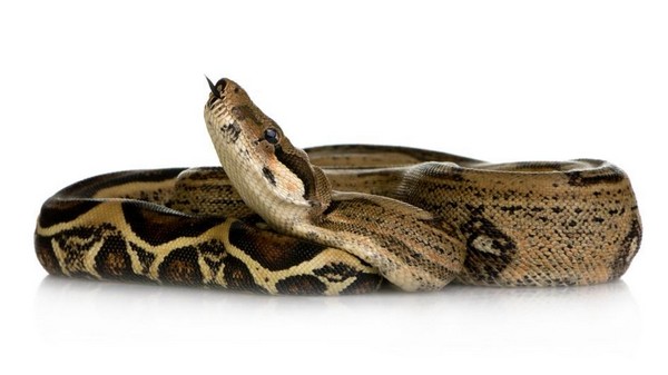constrictor snakes in england constrictor snakes in england
