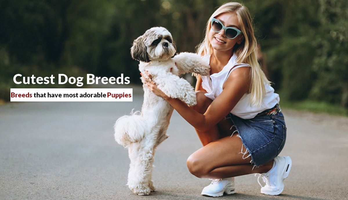 Cutest Dog Breeds as Puppies