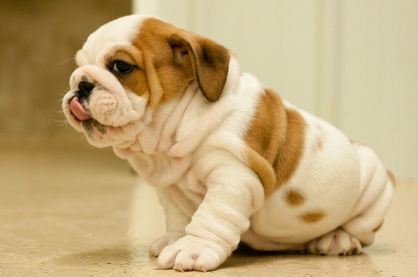 top 10 cutest puppy breeds