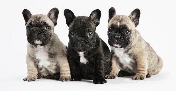 French Bulldog Puppies French Bulldog Cutest Puppies