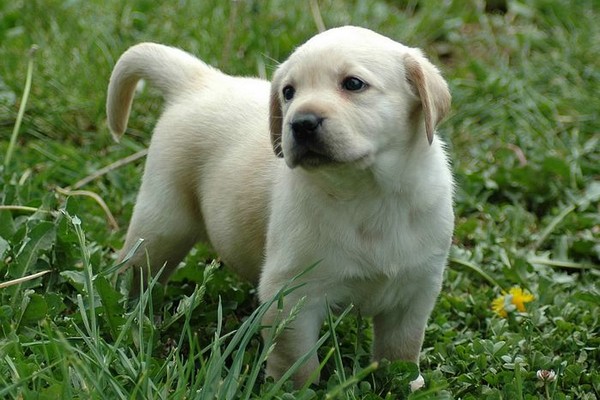 Labrador Retriever Puppy Labrador Retriever Puppy