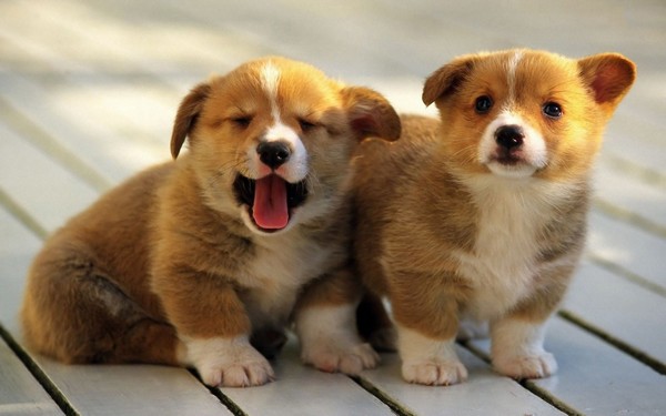 Pembroke Welsh Corgi Puppies Pembroke Welsh Corgi Puppies