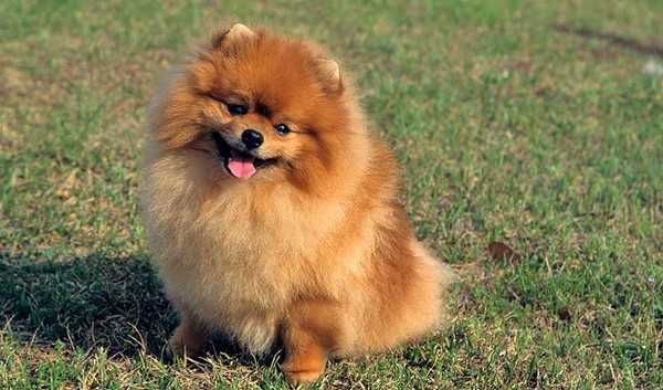 Pomeranian Dog Breed Pomeranian Dog Breed