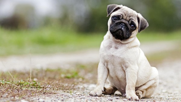 Pug Puppy Pug Puppy