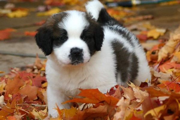 Saint Bernard Puppy Saint Bernard Puppy