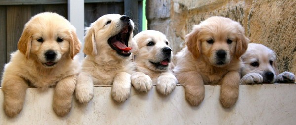 The Golden Retriever Puppies The Golden Retriever Puppies