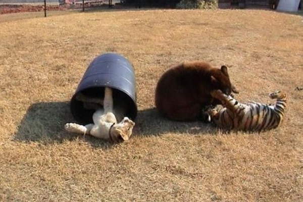 https://www.wonderslist.com/wp-content/uploads/2017/05/Baloo-Leo-and-Shere.jpg
