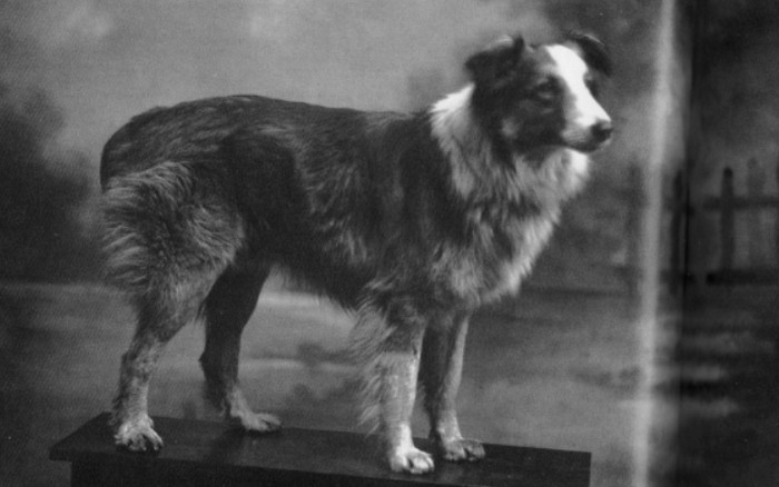 Bobbie the Wonder Dog