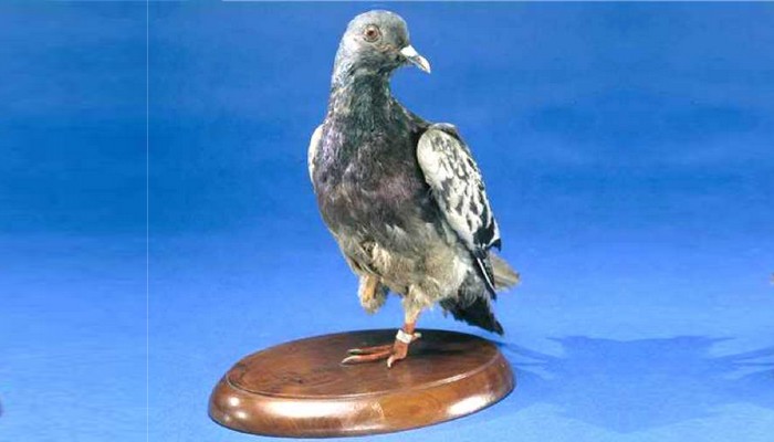 Cher Ami messenger pigeon