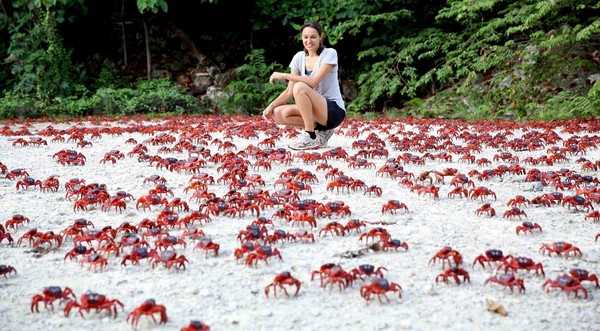 Christmas Island Crab migration Amazing Christmas Island Crab migration Amazing