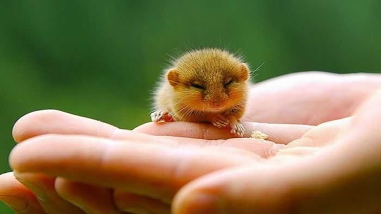 10 Animals who Killed or Ate their Owners - Wonderslist 10 Animals who Killed or Ate their Owners - Wonderslist