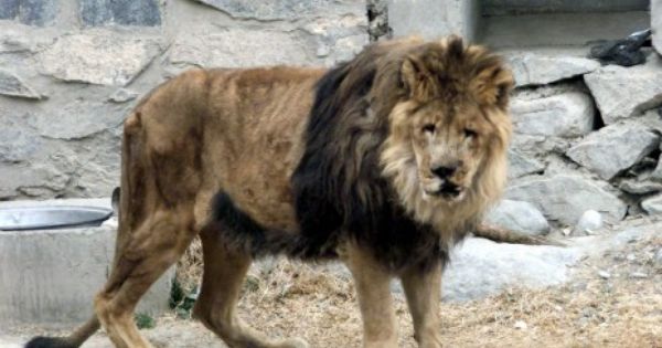 Marjan (lion)