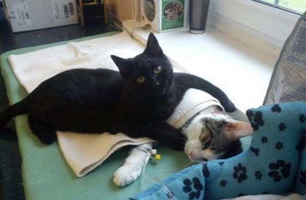 https://www.wonderslist.com/wp-content/uploads/2017/05/Rademenesa-the-nurse-cat.jpg