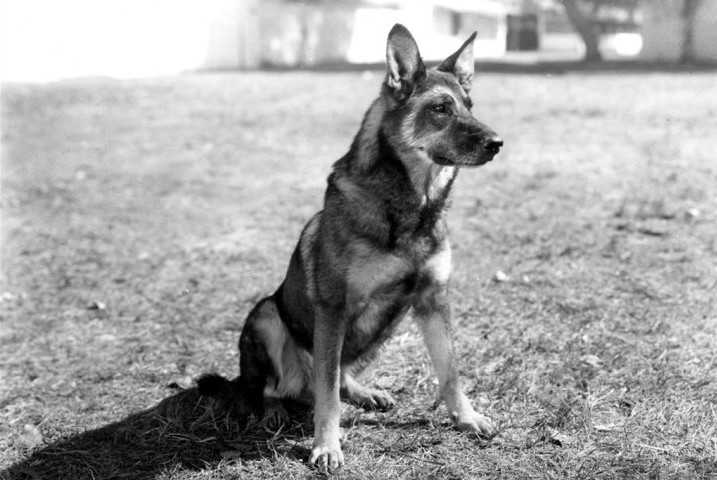 Rin Tin Tin Dog