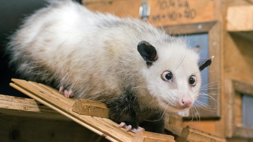 The cross eyed opossum Heidi