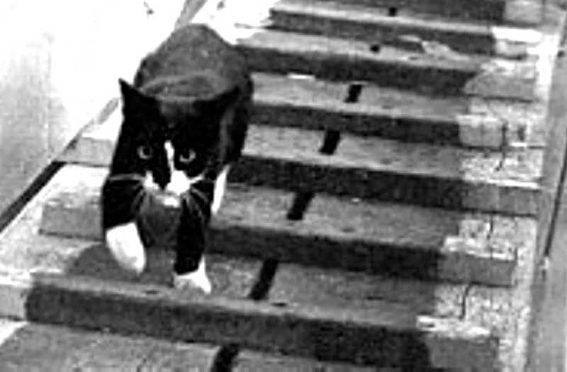 Unsinkable Sam