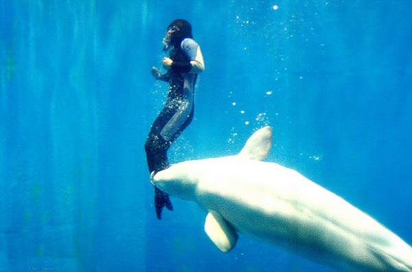 https://www.wonderslist.com/wp-content/uploads/2017/05/Yang-Yun-and-the-Beluga-Whale.jpg