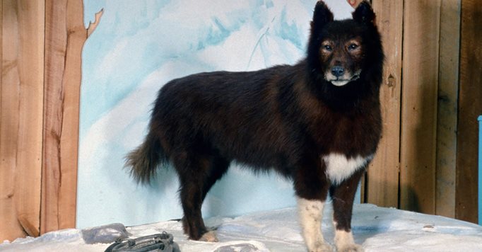 the real balto