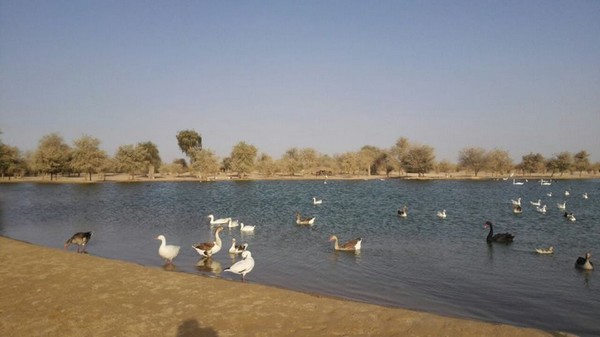 awesome things you can do in Dubai