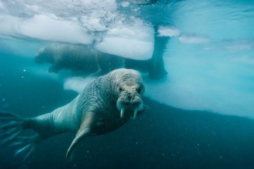 Last Underwater Selfie